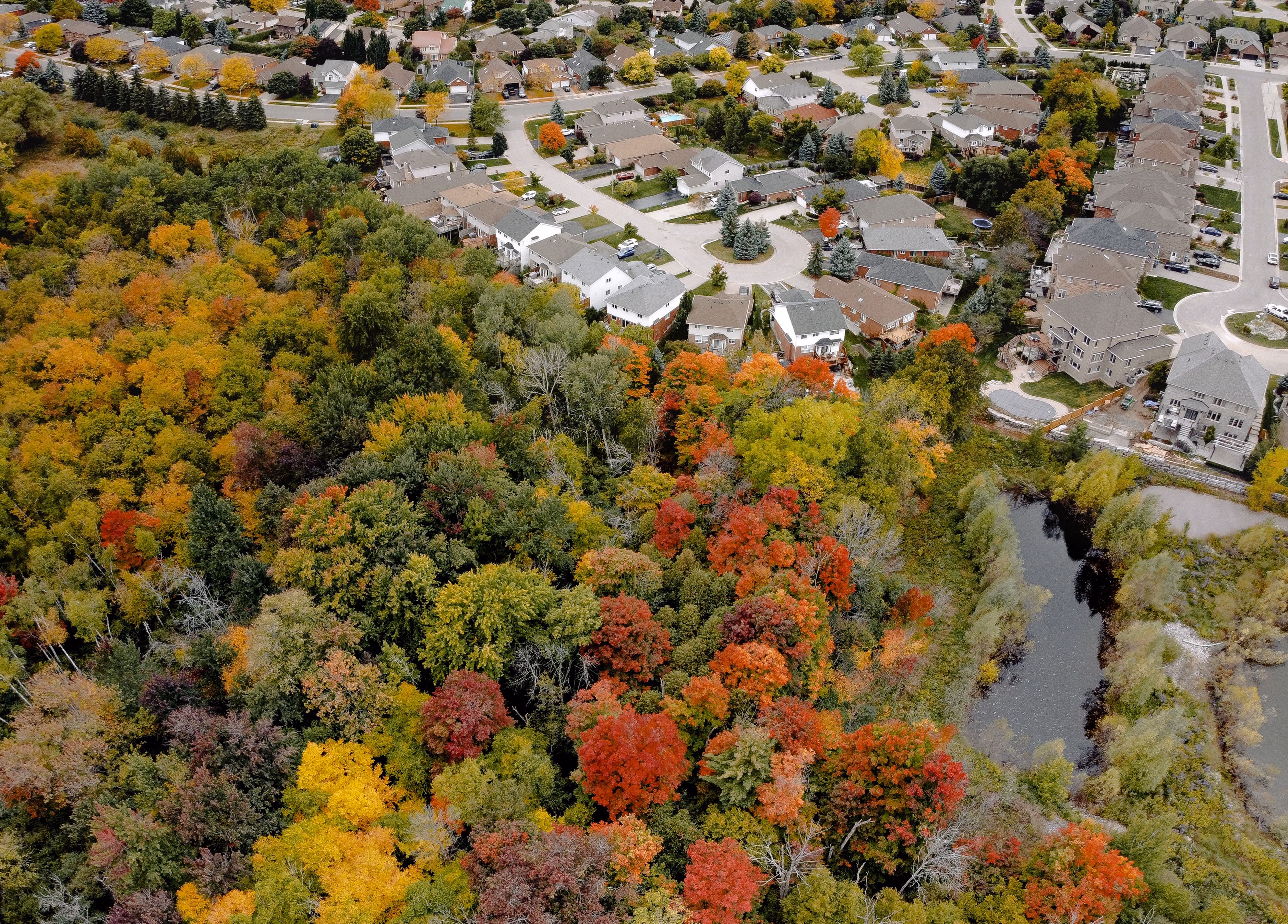 Aerial view of housing bordering mature woodland in autumn